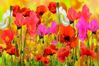 בשמים-בריח-פרחים-כל-פרפיום